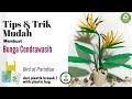 Bunga kresek bunga Cendrawasih |DIY how to make bird of paradise flower from plastic bag |Strelitzia