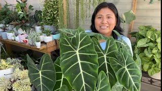 PLANTAS DE ALOCASIA CUIDADOS Y SUSTRATO