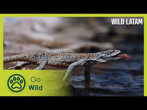 Wild LATAM 1/10 | Go Wild