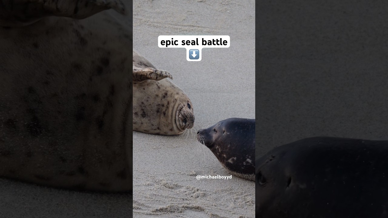 Two seals fight then take a nap (epic battle)