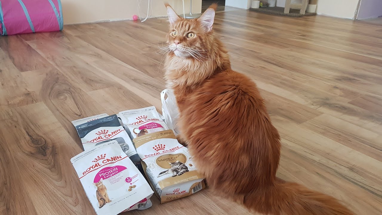 Чем кормить мейнкуна? Сухой корм или кунина кашка? Сколько стоит прокормить мейнкуна?