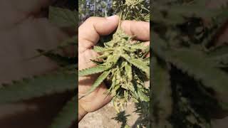 Streudlez : Starfire genetix