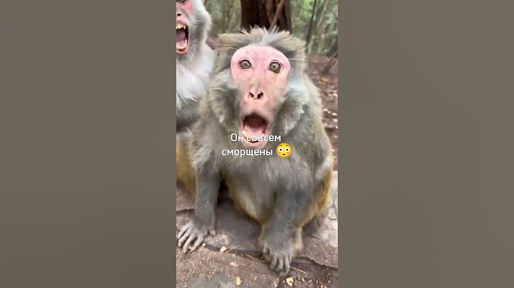 ЕГО ДАЖЕ МОЯ СОБАКА ЖЕВАЛА 💀 #monkey #обезьяна #omegaland #funny #прикол #animals #юмор #дуэт