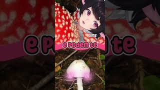 O Que Você Sabe Sobre Esse Cogumelo?