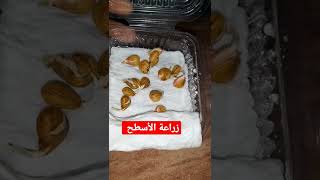 زراعة الأسطح ، انبات بذور المشمش