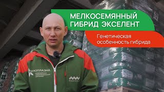 Гибрид подсолнечника #ЭКСЕЛЕНТ от компании #АГРОПЛАЗМА