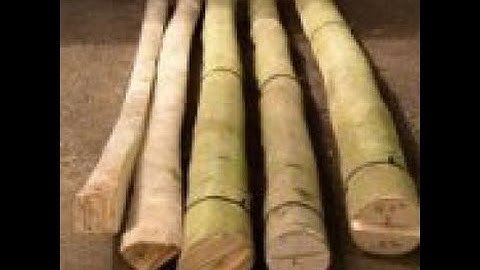 Vine Maple bow part 1