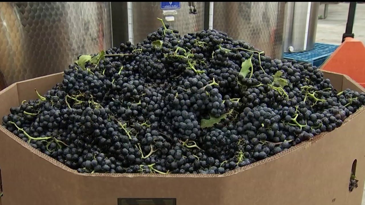 NJ Vineyard Teaches People How to Grow Grapes to Give Boost to Wine