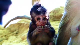 Lovely Monkey! Adorable baby monkey Brinda is very active and free to play without any trouble