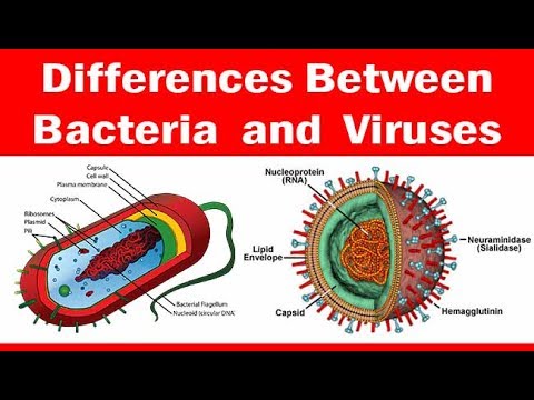 Viruses vs. Bacteria | What&rsquo;s The Difference?