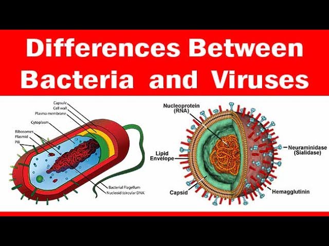 Viruses Vs Bacteria What S The Difference Dr Finch S