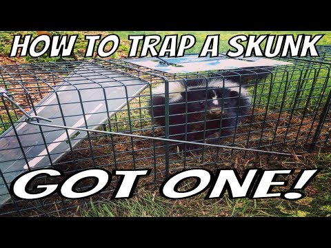 How to Trap a Skunk Trapping Tips and Bait Wildlife Removal