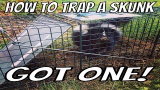 How to Trap a Skunk Trapping Tips and Bait Wildlife Removal