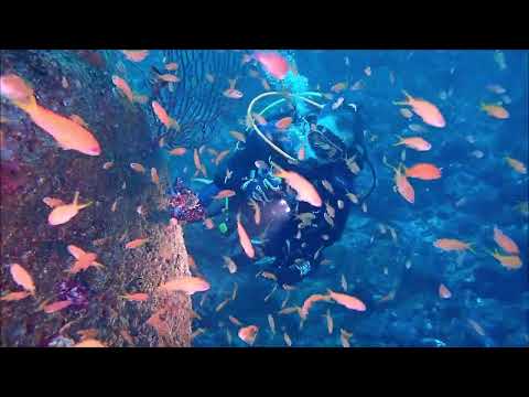 2024/11/17赤沢　北東の強風が吹いてもここは大丈夫！　溶岩の巨岩が沈む水底に熱帯魚がいっぱい！　群馬県伊勢崎市のダイビングショップ