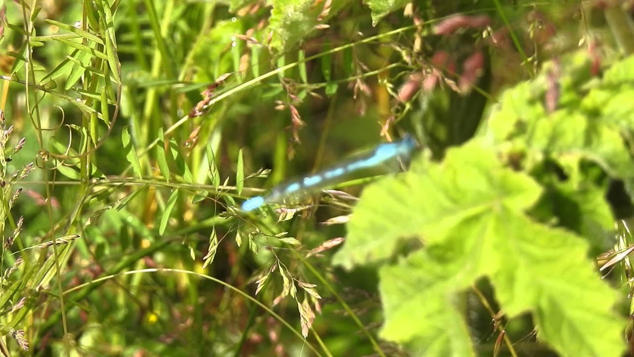 Common Blue Damselfly camera iphone 8 plus apk