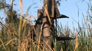 Muzzy Gator Teaser 2