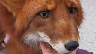 Alf the Fox is a Sweety and Squeaky Boy