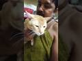 tomy 😺 ko sadi karna hai #youtubeshorts #viralcats #shorts #viralshorts #love #funny