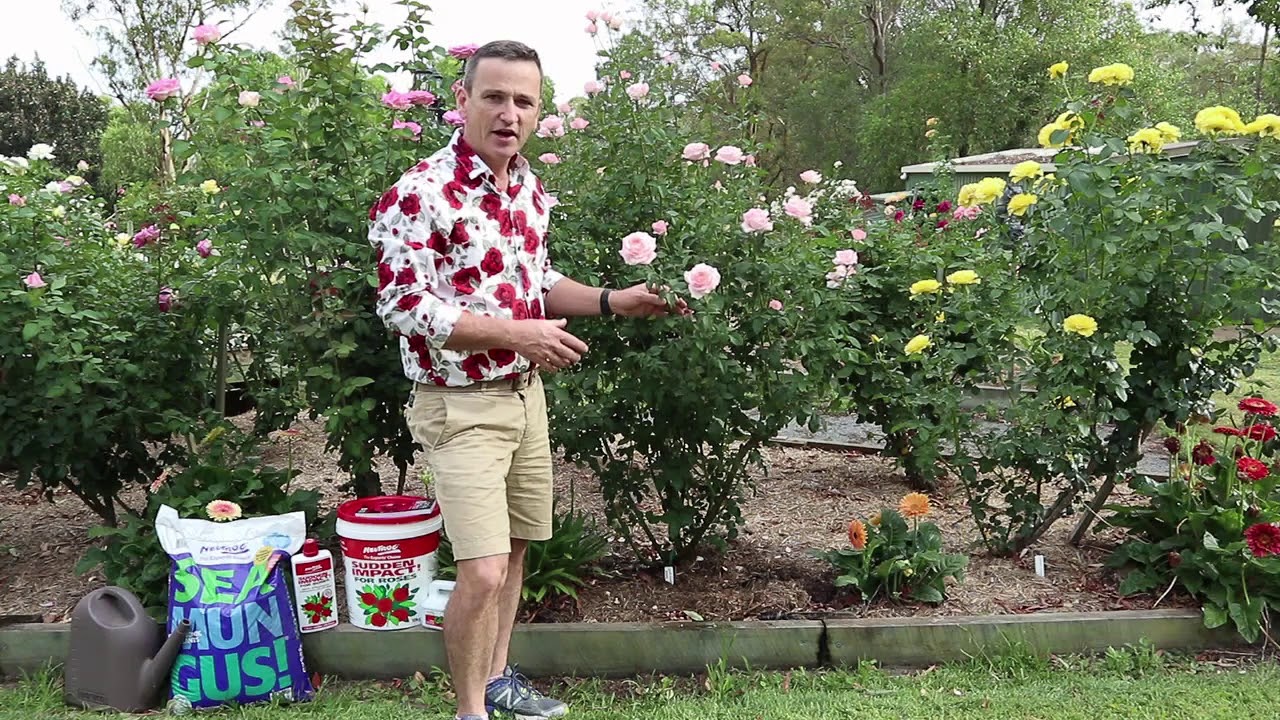 Manure for Rose Plant: Boost Blooms & Soil Health (Guide ...