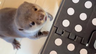 簡単なことで赤ちゃんから褒めてもらうカワウソ Otter gets praise from baby for simple things