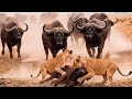 Predator vs Prey | Battles for Survival in Animal Kingdom  (Full Episode) | Wildlife Documentary