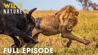 Predator vs Prey | Battles for Survival in Animal Kingdom  (Full Episode) | Wildlife Documentary Running For Your Life Full Episode Hunter Vs Hunted Nat Geo Animals