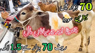 70K Me Soda | Bhains Colony Me 70K-150k Wala Maal | Cow Mandi 2024