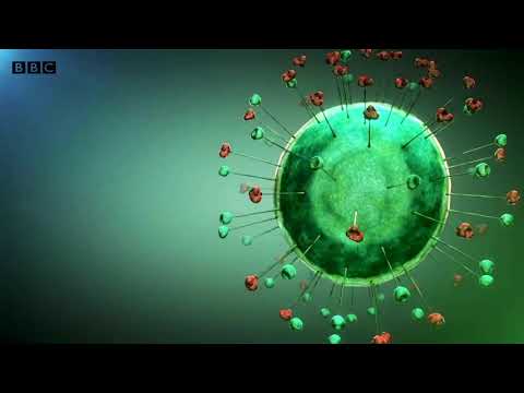 Corona virus in china Wuhan virus reasons BBC news special report 2020 7th virus found in the world