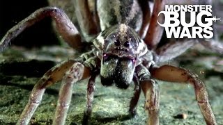 Sydney Funnel Web Vs Wolf Spider | MONSTER BUG WARS