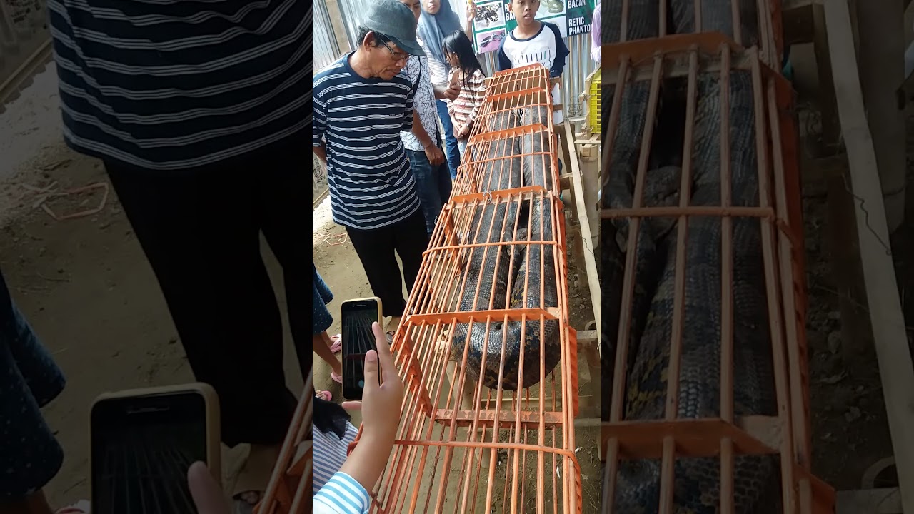 ULAR PYTHON DAN ANACONDA TERBESAR DI INDONESIA BIGGEST ...