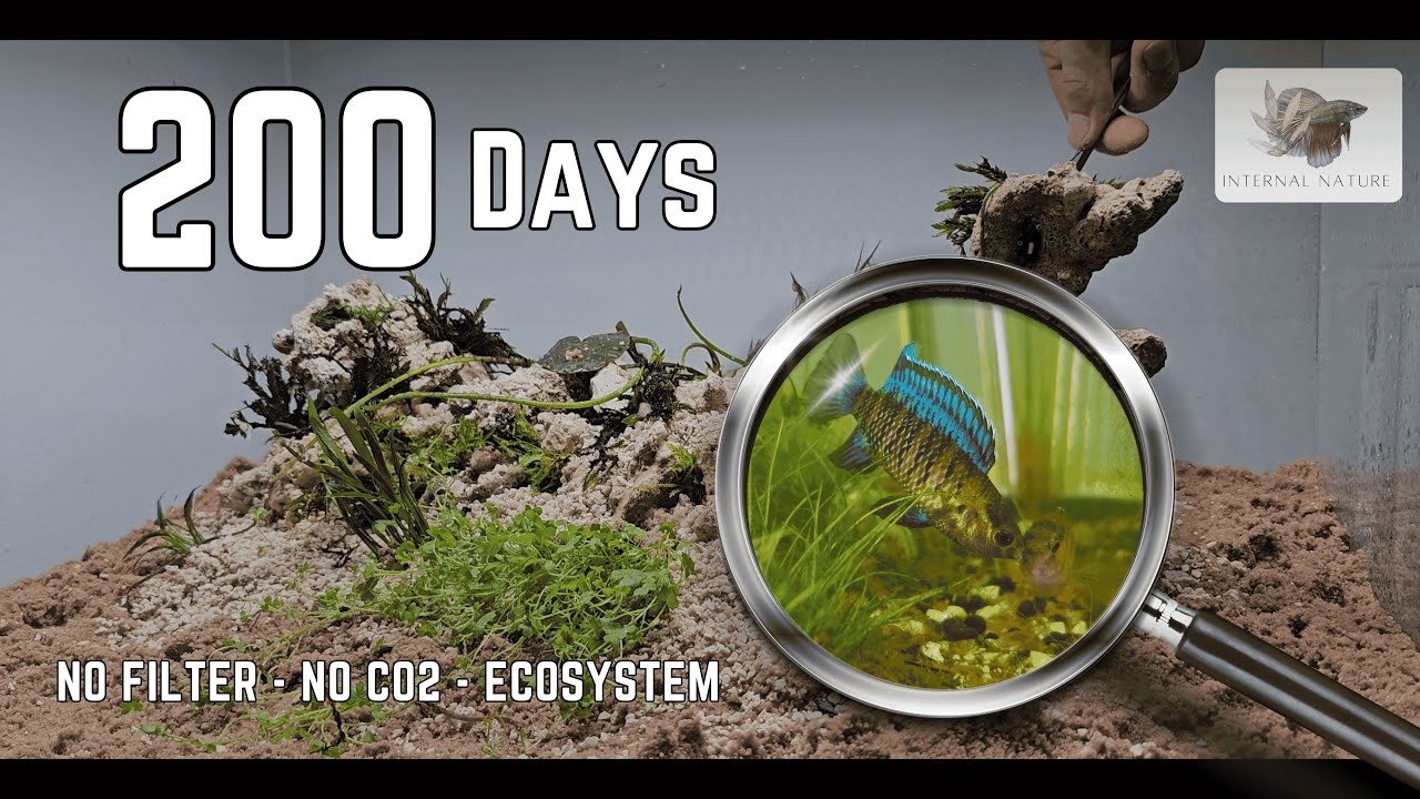 No Filter, No Co2 Ecosystem (200 Days) 4K