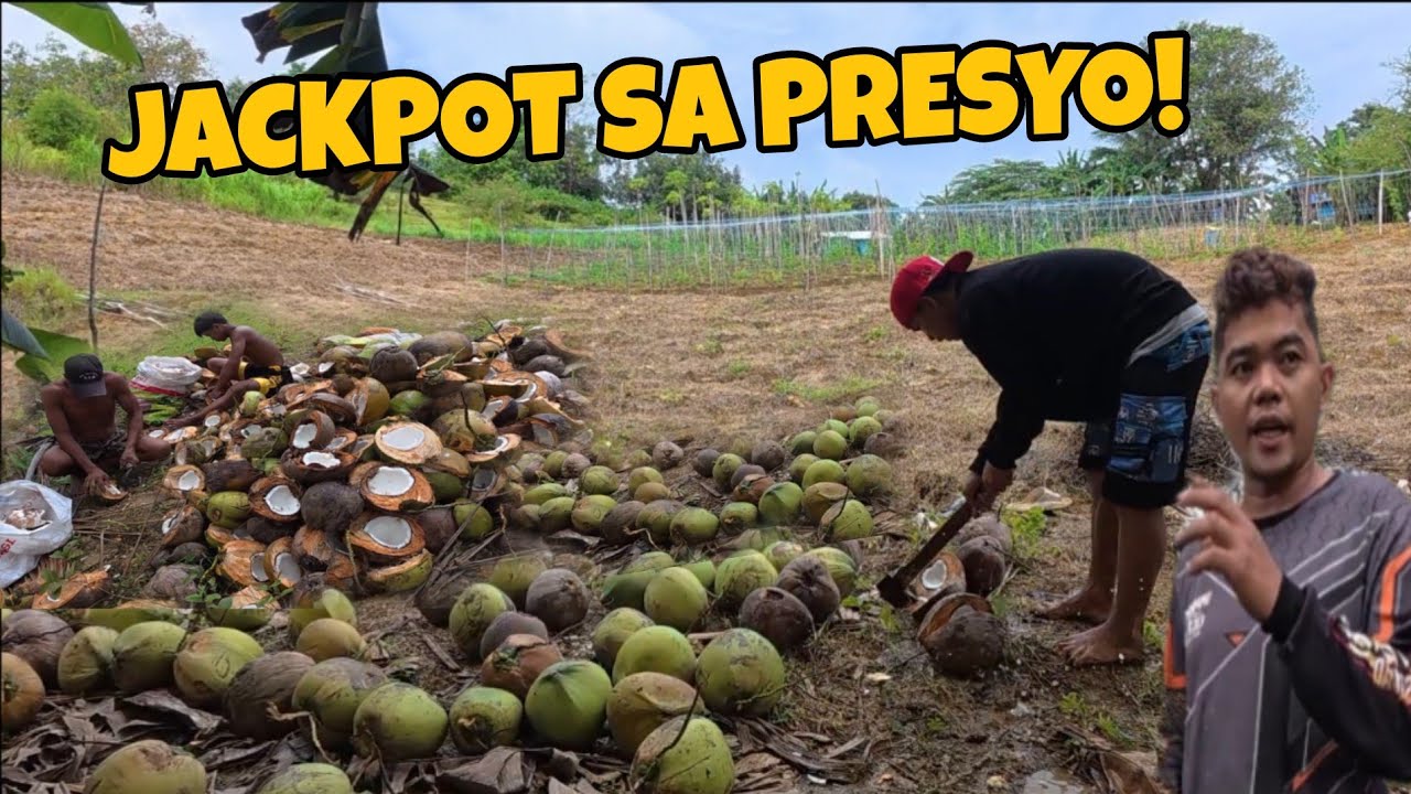 PA COPRA NI TATAYRIOT/NANAYRIOT PALDO ANG PRESYO+ARAW NG PAGTATANIM NG OKRA@burdzjason2097 