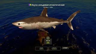⚝ Акула сельдевая 121 KG #русскаярыбалка4 #rr4 #рр4 #rf4 #russianfishing4 #акула #русскаярыбалка