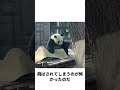「最も真面目に生きているパンダの萌二」