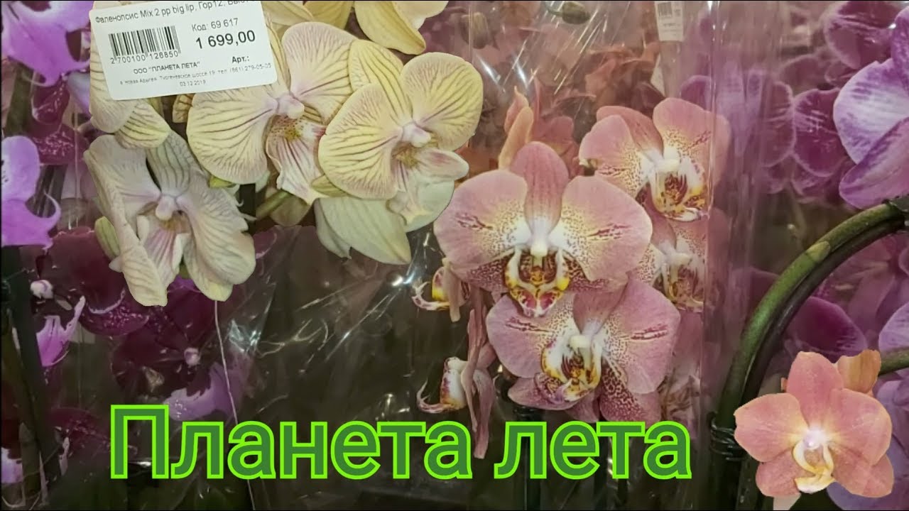 Купить орхидею в ставрополе. Планета лета орхидеи. Леко Фантастик Орхидея. Планета лета Ставрополь орхидеи. Фаленопсис хот Кисс.