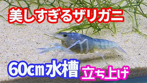 ザリガニ 飼い方