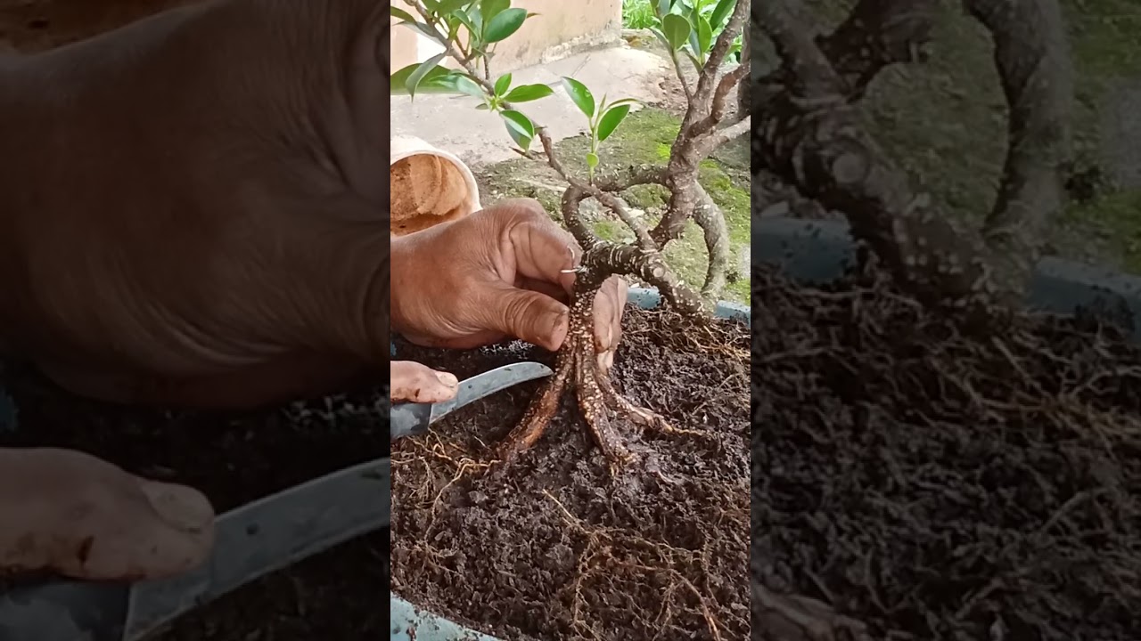 Cara pecah batang dan penataan akar yang sangat aman untuk bahan bonsai kimeng