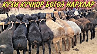 МАРГИЛОН КУМТЕПА КУЙ БОЗОРИ ЯНГИ НАРХЛАР