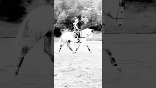 😍😍 #flatwork #showhorse #showing #equestrian #equestrian
