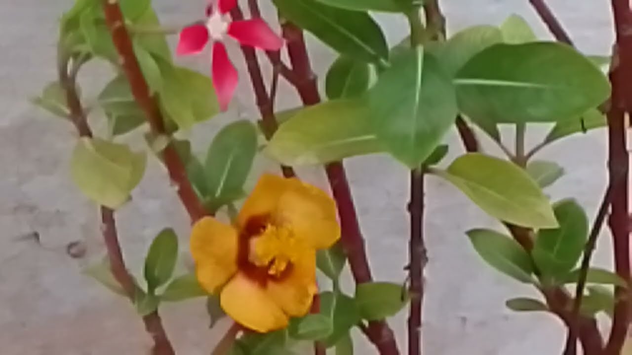 வர்மாவை வளைத்து பிடித்த அயலி 25 பிப்