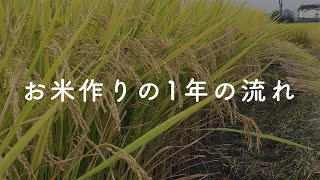 お米作り（水稲栽培）の一年の流れ