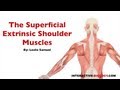 Interactive Biology TV: Superficial Extrinsic Shoulder Muscles