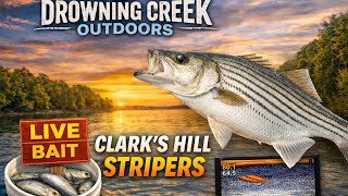 Striper Fishing Clark’s Hill Lake | Live Bait + LiveScope Action