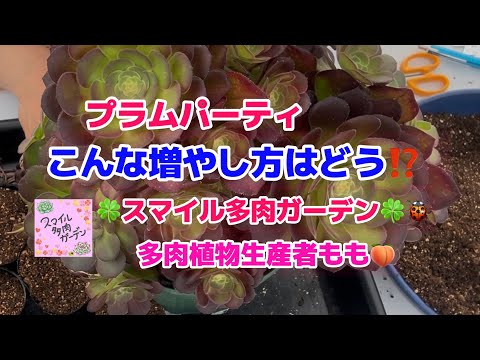 多肉植物】【アエオニウム】このカット✂️ならどう育つ⁉️ - YouTube