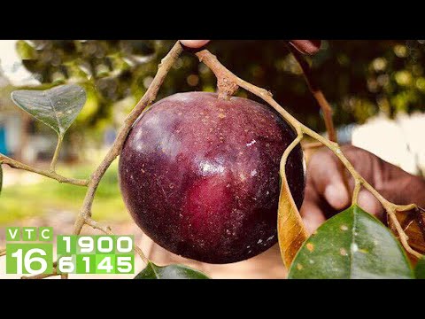 Video Độc đáo giống vú sữa tím ăn được cả vỏ | VTC16 - youtube