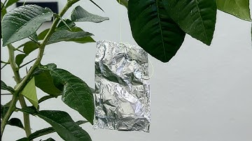 Hang  Foil On A Branch And You