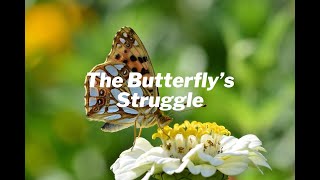The Butterfly’s Struggle: Why Challenges Are Essential
