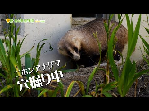 穴熊 の 姿 焼き