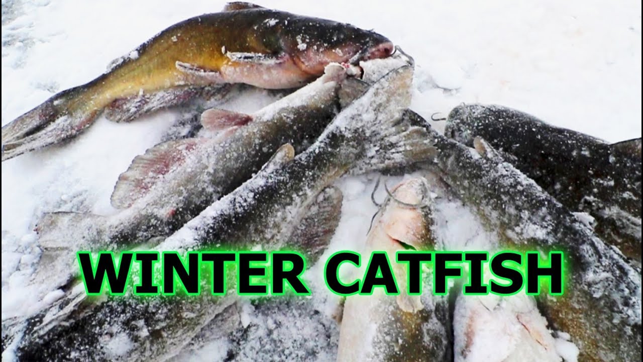 BRUTAL Conditions for BIG CATFISH! Channel Cats Ice Fishing YouTube