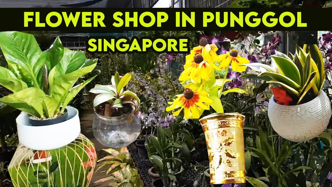 Flower shop in Singapore Nursery Gardening Landscape Plants